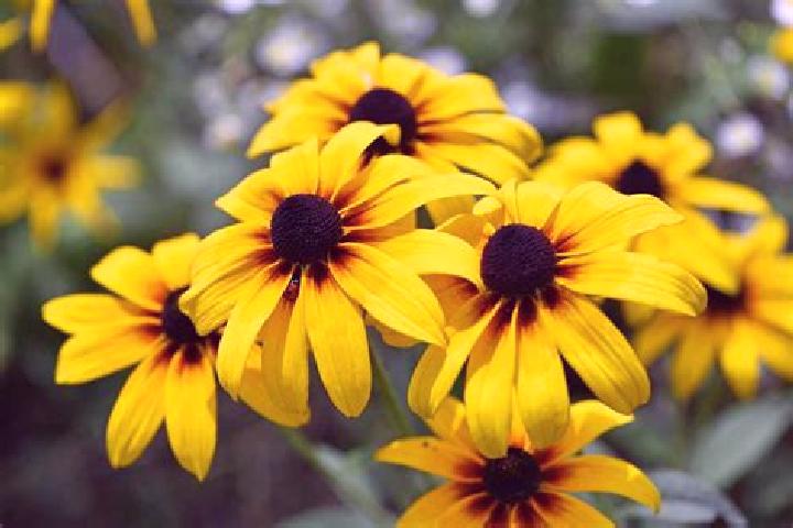 Flagyl can hemoglobin be affected from flagyl pills