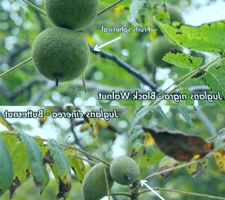 KamaSutra Longlast Condoms pharmacy